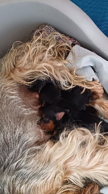 de la Ferme des Terres d'Argile - Yorkshire Terrier - Portée née le 14/04/2024