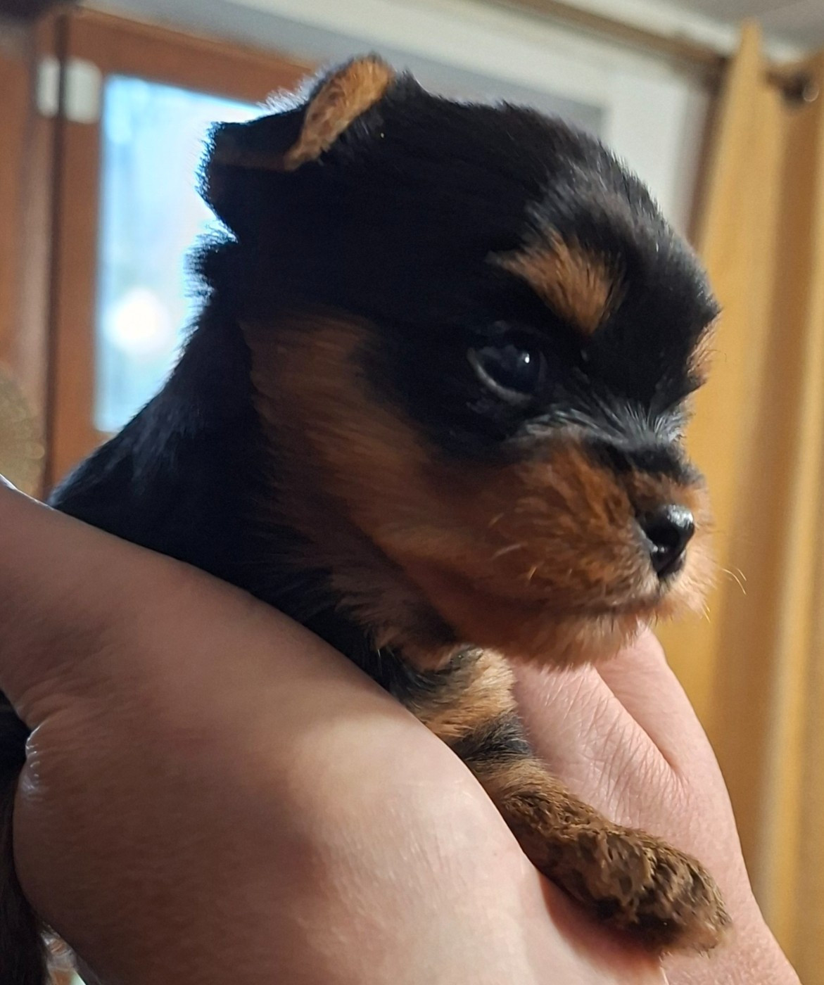 Chiots Yorkshire Terrier disponibles