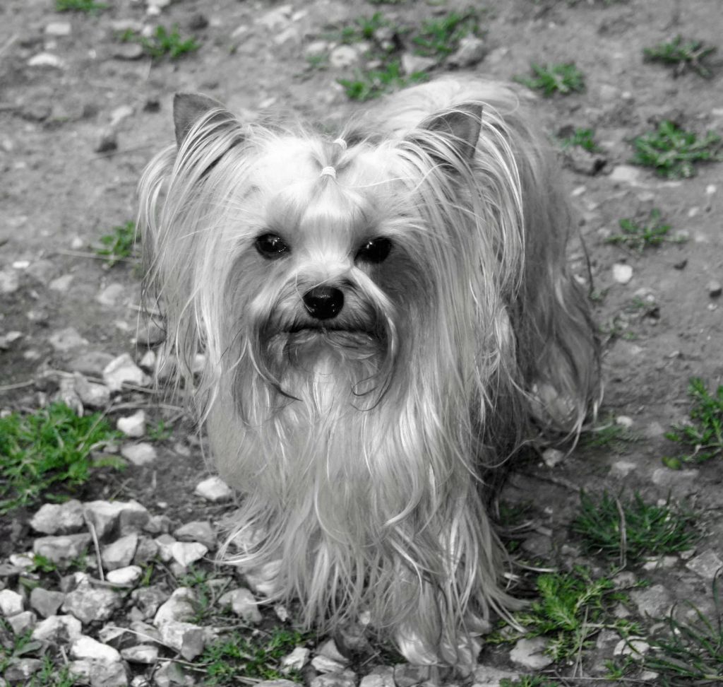 Pénélope