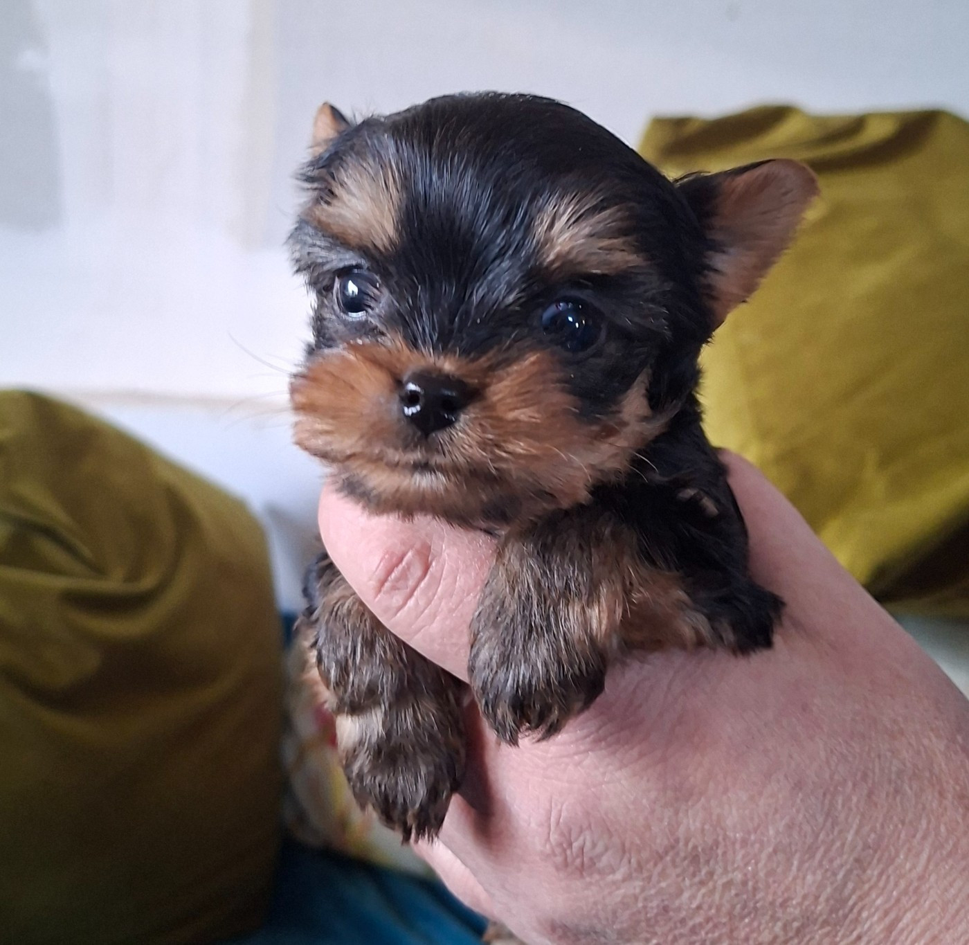 de la Ferme des Terres d'Argile - Yorkshire Terrier - Portée née le 29/01/2026